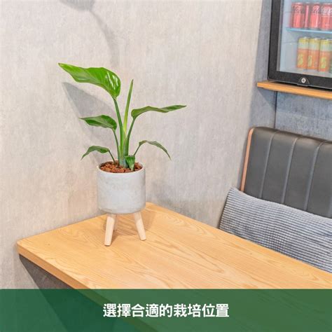 天堂鳥 植栽|天堂鳥植物完全栽培指南 從選擇到養護 